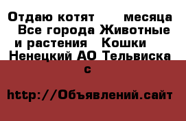 Отдаю котят. 1,5 месяца - Все города Животные и растения » Кошки   . Ненецкий АО,Тельвиска с.